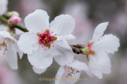 Frühling - Fotograf Olaf Kratge