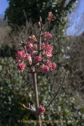 Frühling - Fotograf  Werner Ch. Buchwald