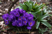 Frühling - Fotograf  Werner Ch. Buchwald