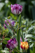 Frühling - Fotograf  Werner Ch. Buchwald