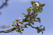 Frühling - Fotograf  Werner Ch. Buchwald