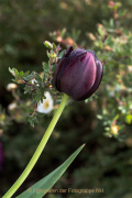 Frühling - Fotograf  Werner Ch. Buchwald