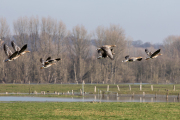 Frühling - Fotograf  Werner Ch. Buchwald