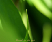Apothekergarten - Fotografin Anne Jeuk