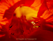 Apothekergarten - Fotografin Anne Jeuk