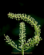 Apothekergarten - Fotografin Anne Jeuk