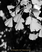 Apothekergarten - Fotografin Anne Jeuk