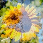 Apothekergarten - Fotografin Jutta R. Buchwald
