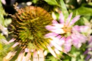 Apothekergarten - Fotografin Jutta R. Buchwald