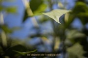 Apothekergarten - Fotografin Jutta R. Buchwald