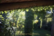 Apothekergarten - Fotografin Jutta R. Buchwald