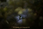 Apothekergarten - Fotografin Jutta R. Buchwald