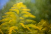 Apothekergarten - Fotografin Jutta R. Buchwald