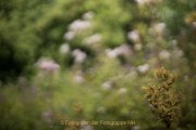 Apothekergarten - Fotografin Jutta R. Buchwald