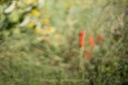 Apothekergarten - Fotografin Jutta R. Buchwald