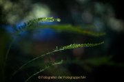 Apothekergarten - Fotografin Jutta R. Buchwald