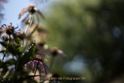 Apothekergarten - Fotografin Jutta R. Buchwald