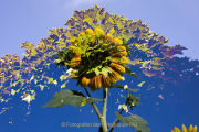 Apothekergarten - Fotograf  Werner Ch. Buchwald