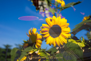 Apothekergarten - Fotograf  Werner Ch. Buchwald