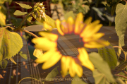 Apothekergarten - Fotograf  Werner Ch. Buchwald