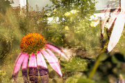 Apothekergarten - Fotograf  Werner Ch. Buchwald