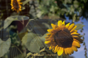 Apothekergarten - Fotograf  Werner Ch. Buchwald