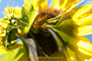 Apothekergarten - Fotograf  Werner Ch. Buchwald