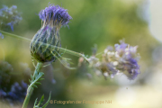 Apothekergarten - Fotograf  Werner Ch. Buchwald