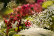 Apothekergarten - Fotograf  Werner Ch. Buchwald