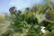 Apothekergarten - Fotograf  Werner Ch. Buchwald