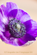Farben - Fotografin Nicole Gieseler