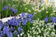 Frühjahr im Palmengarten - Fotograf Joachim Würth