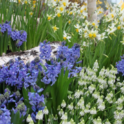 Frühjahr im Palmengarten - Fotograf Joachim Würth