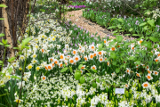 Frühjahr im Palmengarten - Fotograf Michael Häckl