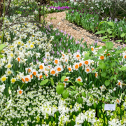 Frühjahr im Palmengarten - Fotograf Michael Häckl