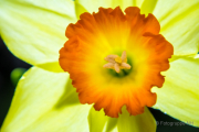 Frühjahr im Palmengarten - Fotograf Michael Häckl
