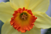 Frühjahr im Palmengarten - Fotograf Joachim Würth