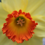 Frühjahr im Palmengarten - Fotograf Joachim Würth