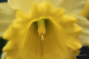 Frühjahr im Palmengarten - Fotograf Joachim Würth