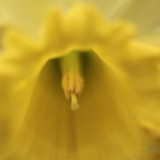 Frühjahr im Palmengarten - Fotograf Joachim Würth