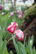 Frühjahr im Palmengarten - Fotograf Joachim Würth