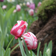 Frühjahr im Palmengarten - Fotograf Joachim Würth