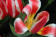 Frühjahr im Palmengarten - Fotograf Joachim Würth