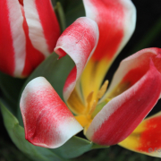 Frühjahr im Palmengarten - Fotograf Joachim Würth