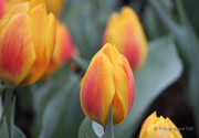 Frühjahr im Palmengarten - Fotograf Joachim Würth
