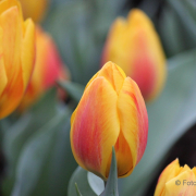 Frühjahr im Palmengarten - Fotograf Joachim Würth