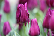 Frühjahr im Palmengarten - Fotograf Joachim Würth