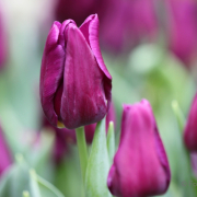 Frühjahr im Palmengarten - Fotograf Joachim Würth