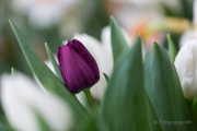 Frühjahr im Palmengarten - Fotografin Jutta R. Buchwald