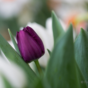 Frühjahr im Palmengarten - Fotografin Jutta R. Buchwald